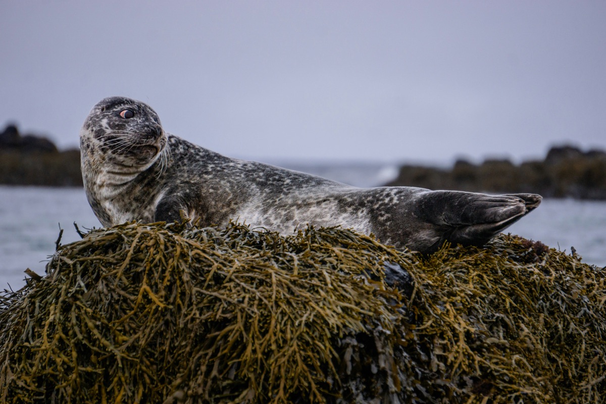 A seal sitting on top of a pile of seaweed