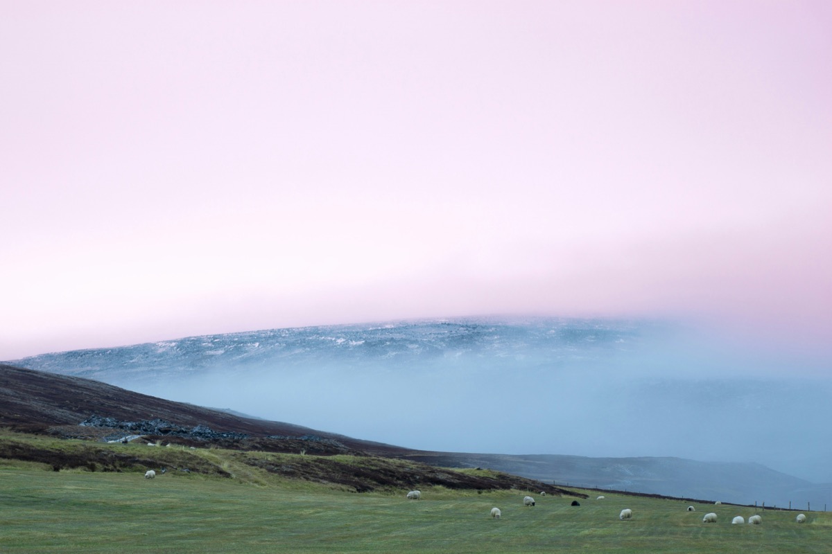 A herd of sheep grazing on a lush green hillside