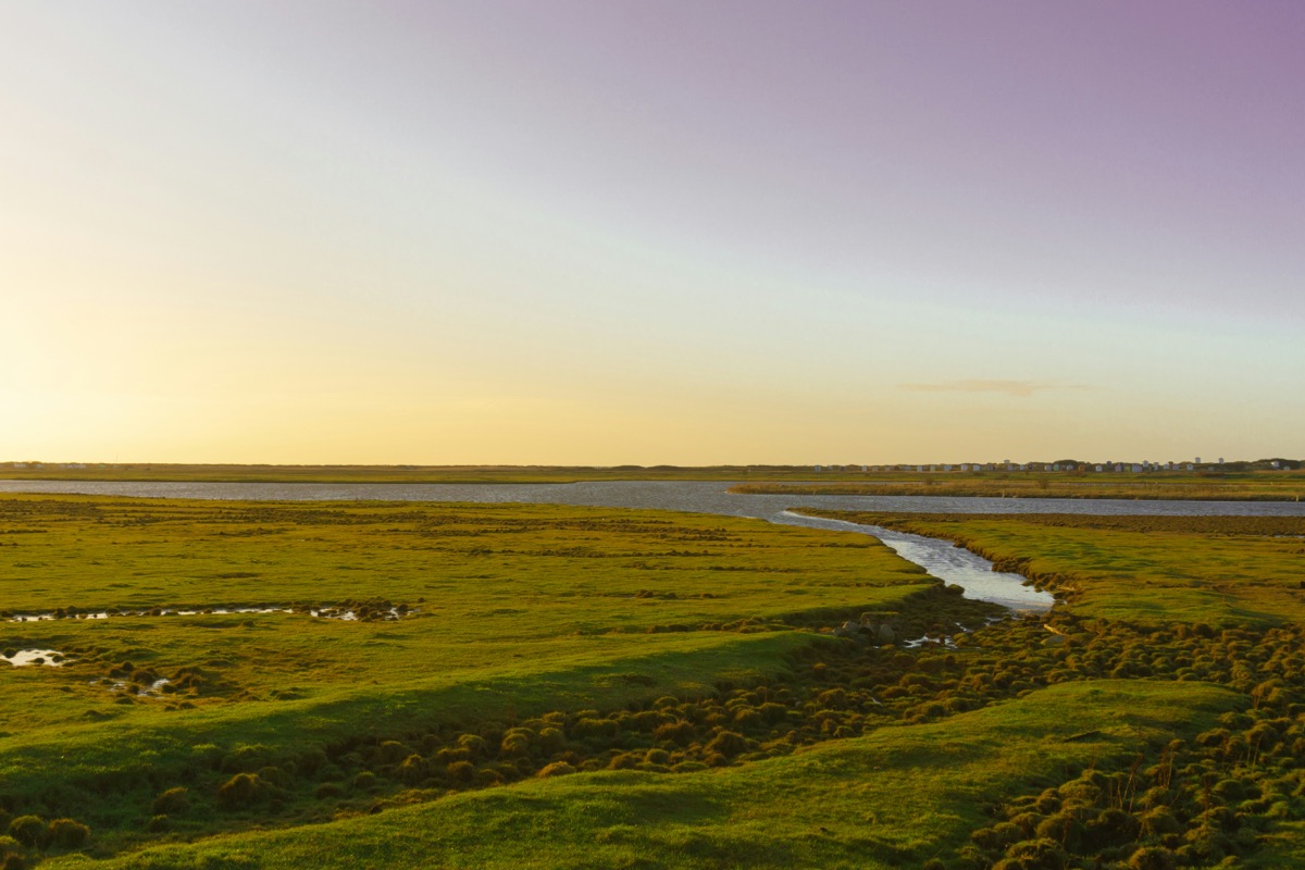 a river running through a lush green field