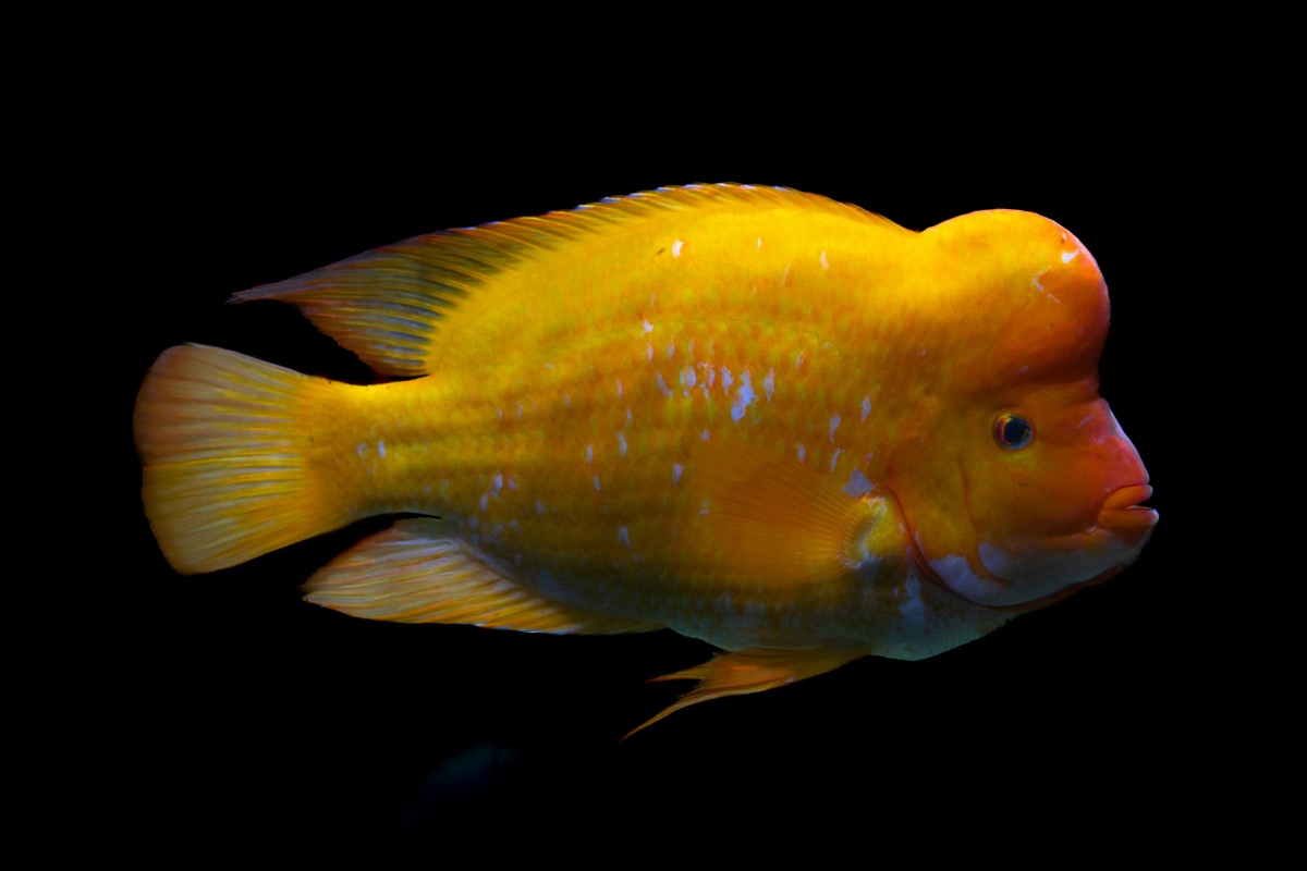 Photograph by Serhii Omelchenko